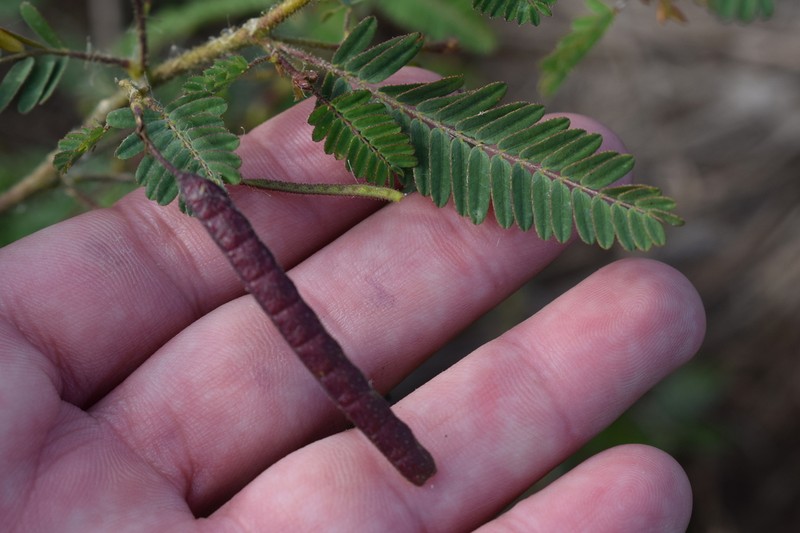 Aeschynomene denticulata photo 8