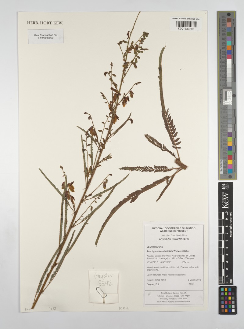 Aeschynomene dimidiata