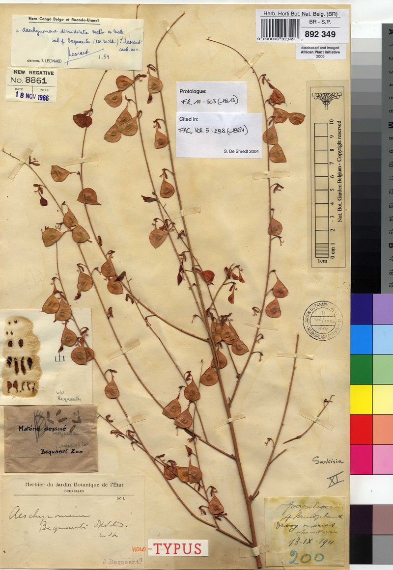 Aeschynomene dimidiata photo 2