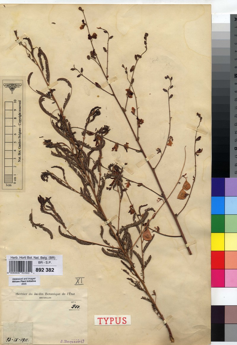 Aeschynomene dimidiata photo 3