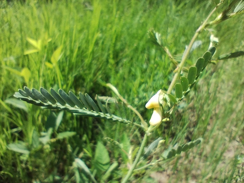 Shrubby Jointvetch