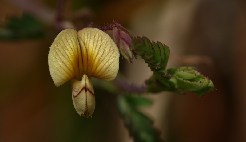 Shrubby Jointvetch photo 2