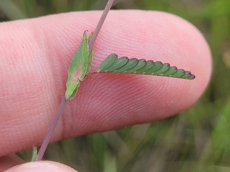 Shrubby Jointvetch photo 3