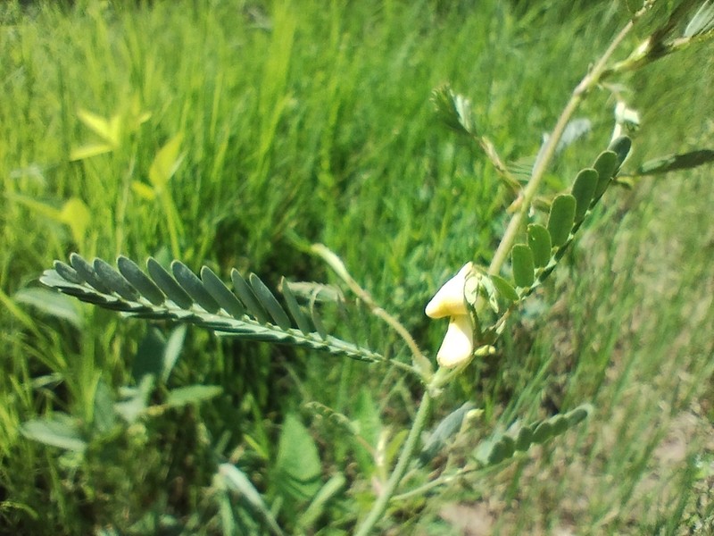 Shrubby Jointvetch photo 4