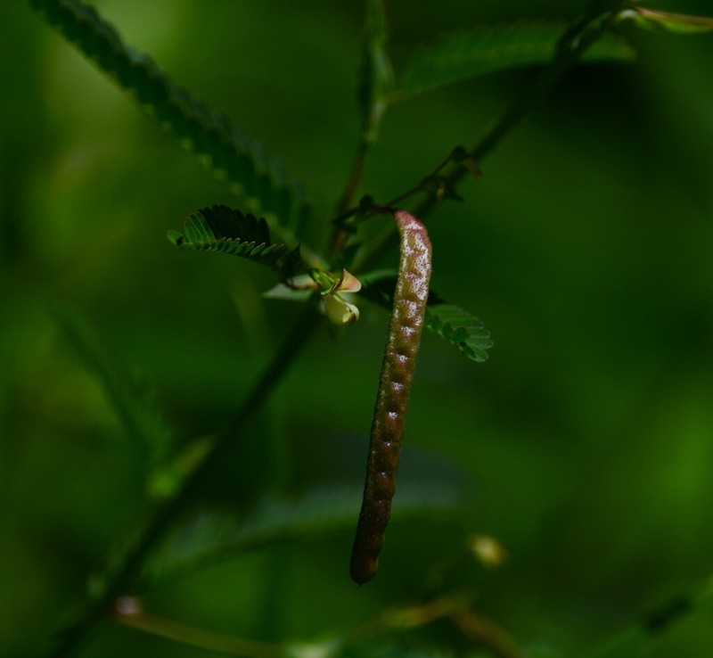 Shrubby Jointvetch photo 5
