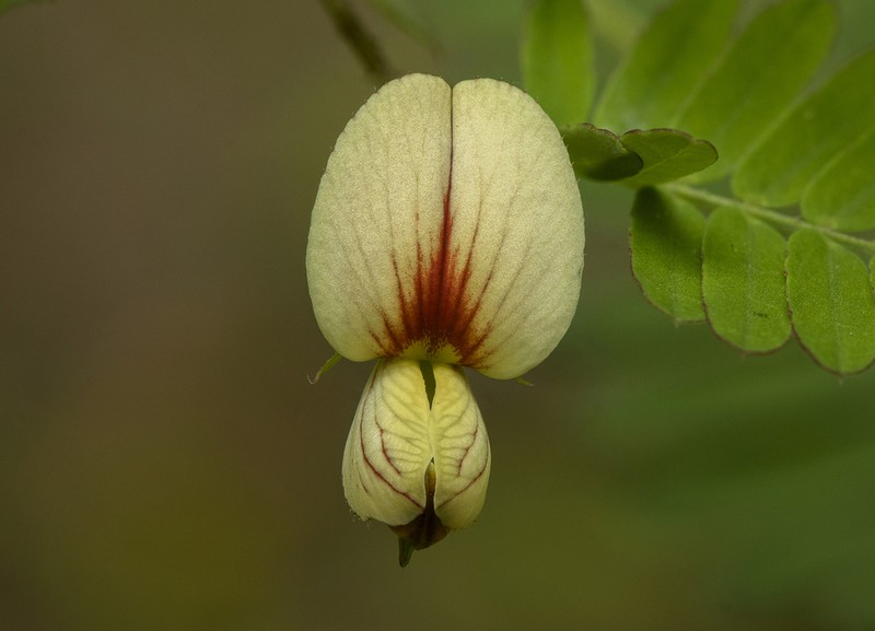 Shrubby Jointvetch photo 6