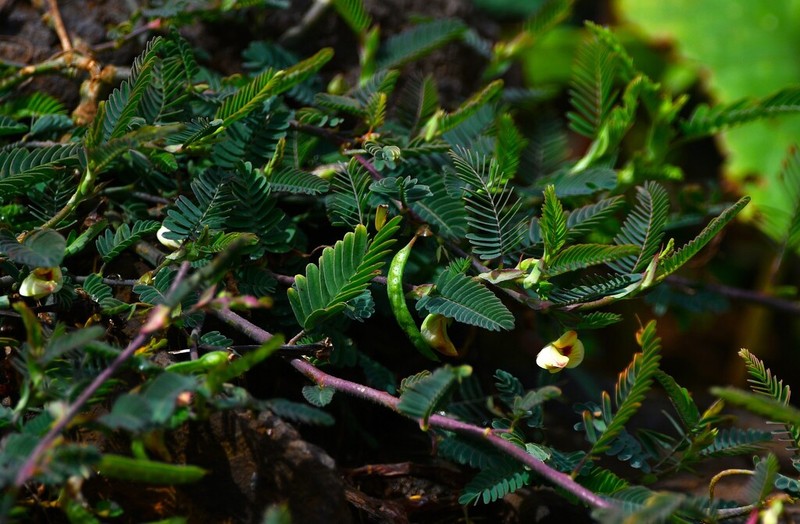 Shrubby Jointvetch photo 7