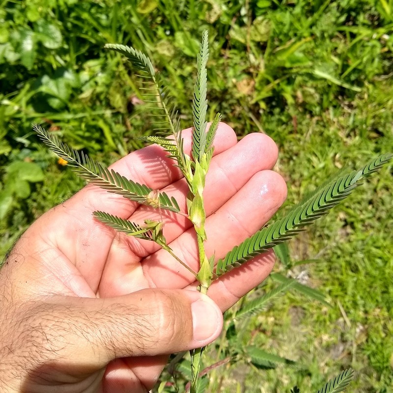 Shrubby Jointvetch photo 8