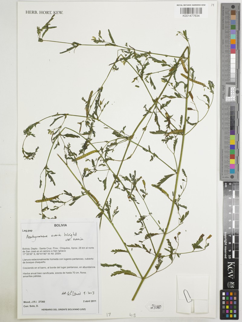 Aeschynomene evenia var. evenia