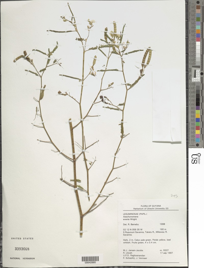 Aeschynomene evenia var. evenia photo 2