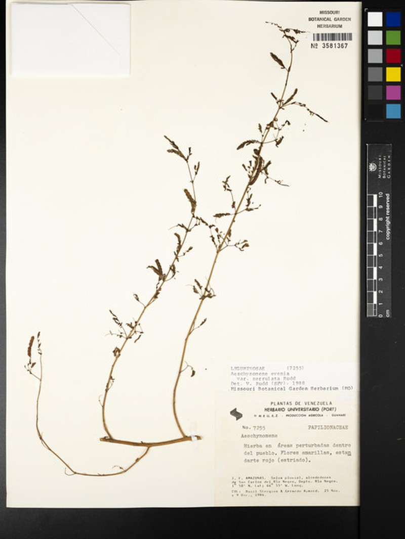 Aeschynomene evenia var. serrulata