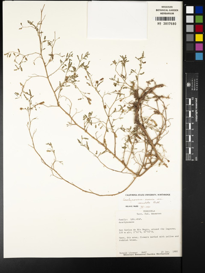 Aeschynomene evenia var. serrulata photo 2