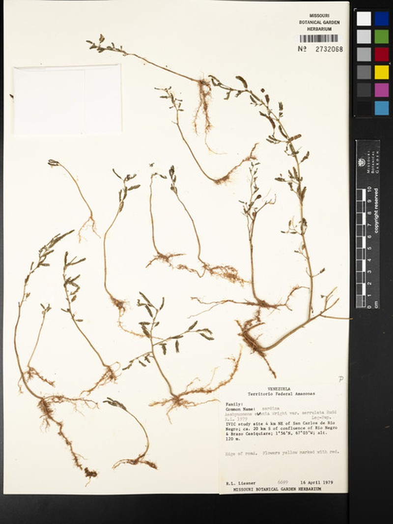 Aeschynomene evenia var. serrulata photo 3