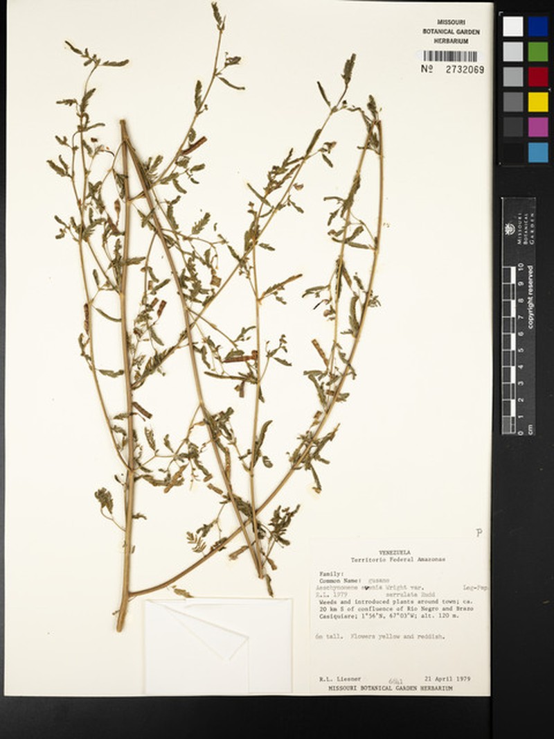 Aeschynomene evenia var. serrulata photo 4