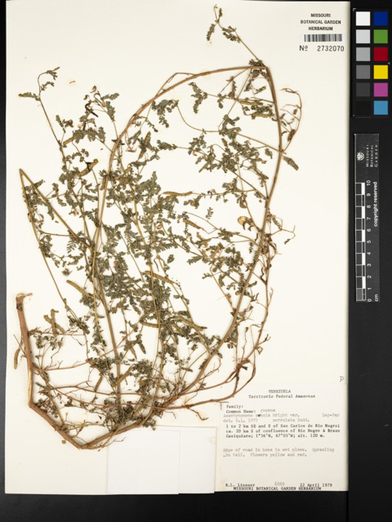 Aeschynomene evenia var. serrulata photo 5