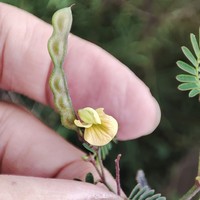 Aeschynomene filosa