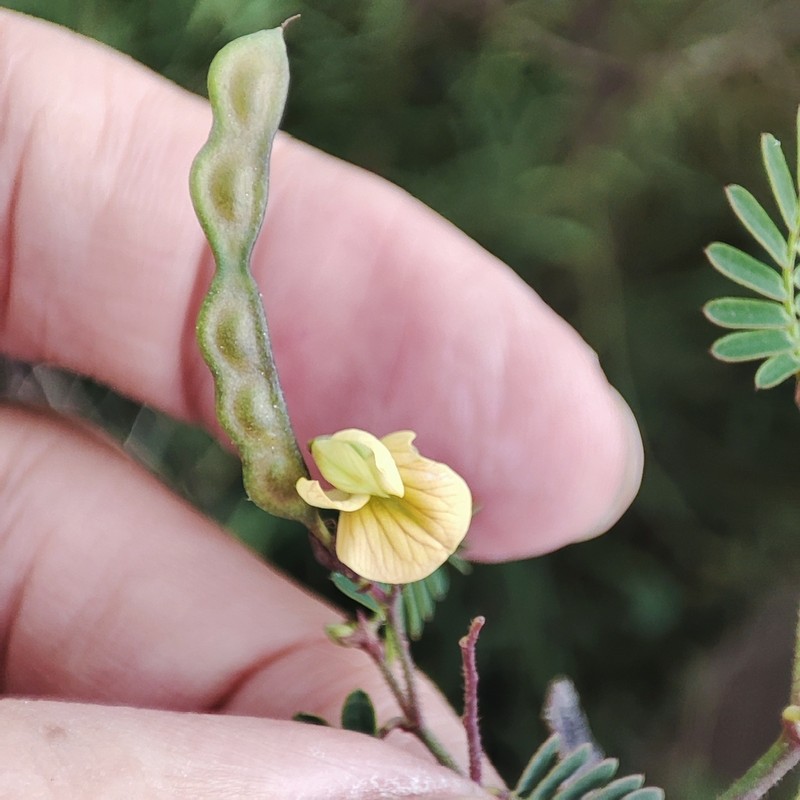 Aeschynomene filosa
