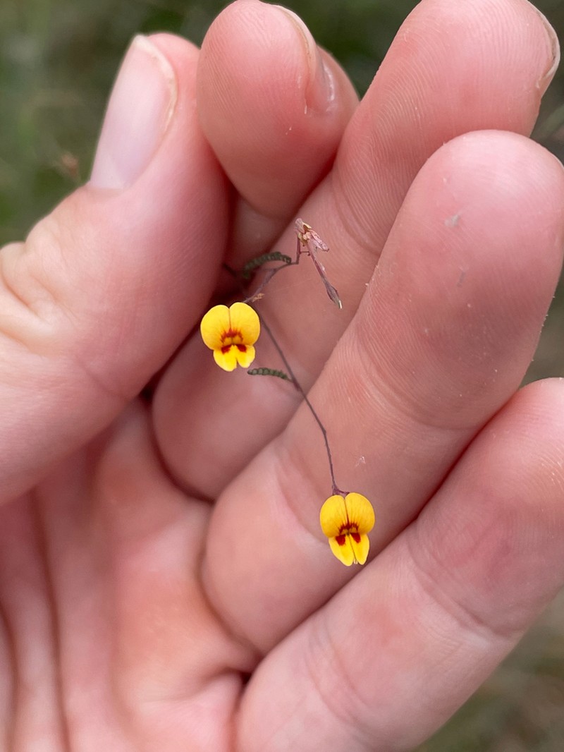Aeschynomene filosa photo 2