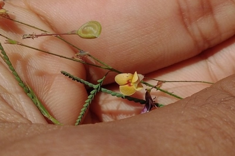 Aeschynomene filosa photo 3