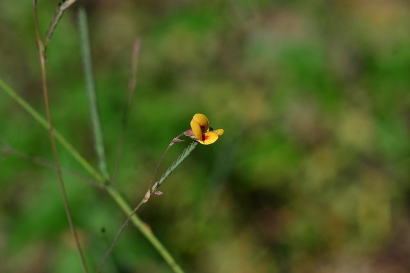 Aeschynomene filosa photo 4