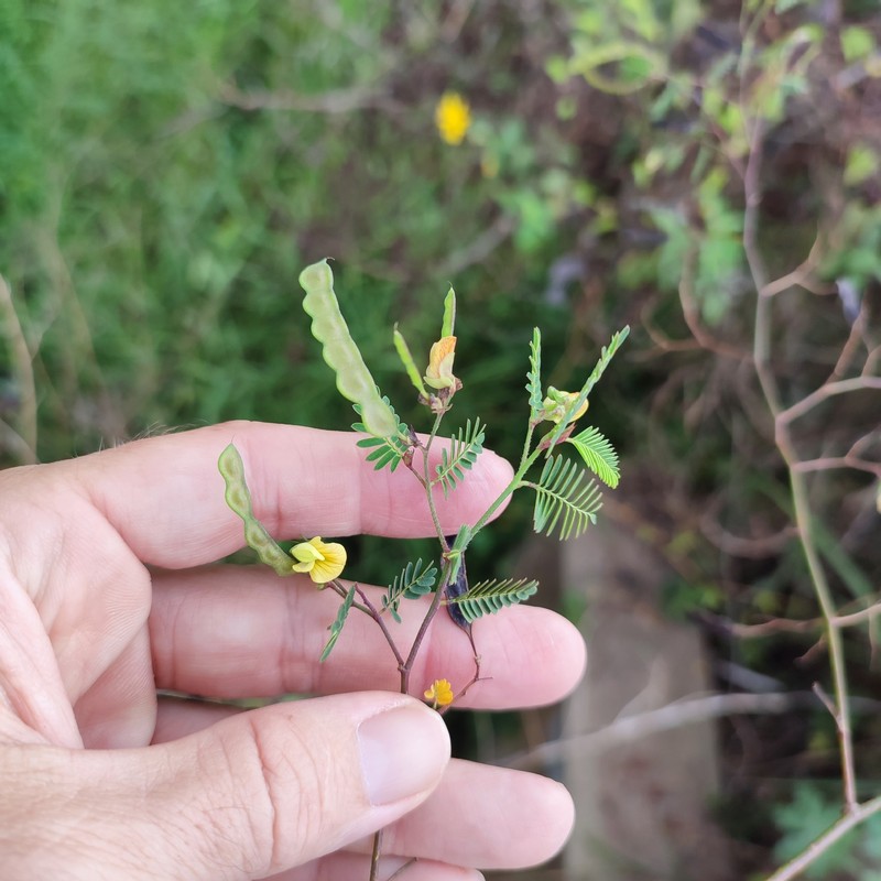 Aeschynomene filosa photo 5