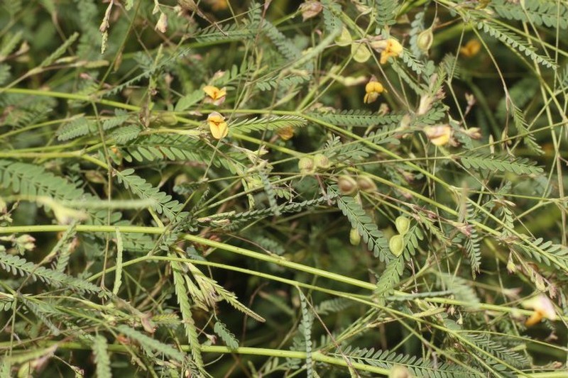 Aeschynomene filosa photo 6