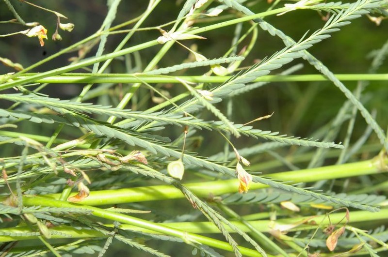 Aeschynomene filosa photo 7