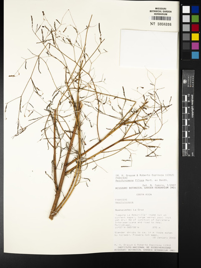 Aeschynomene filosa photo 8