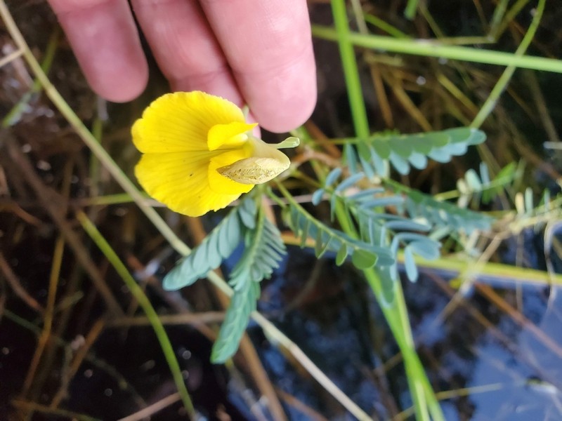 Aeschynomene fluitans
