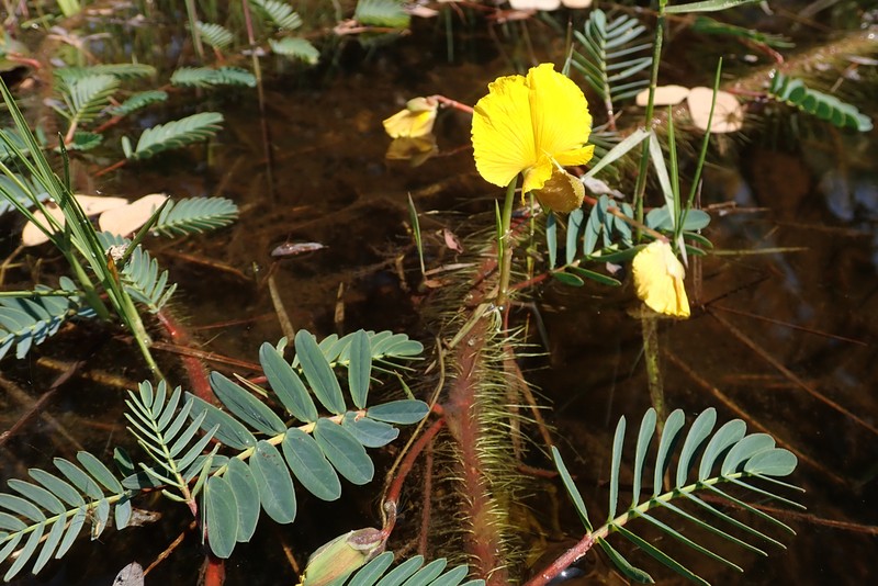 Aeschynomene fluitans photo 2