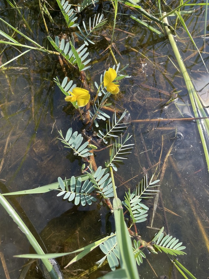 Aeschynomene fluitans photo 3