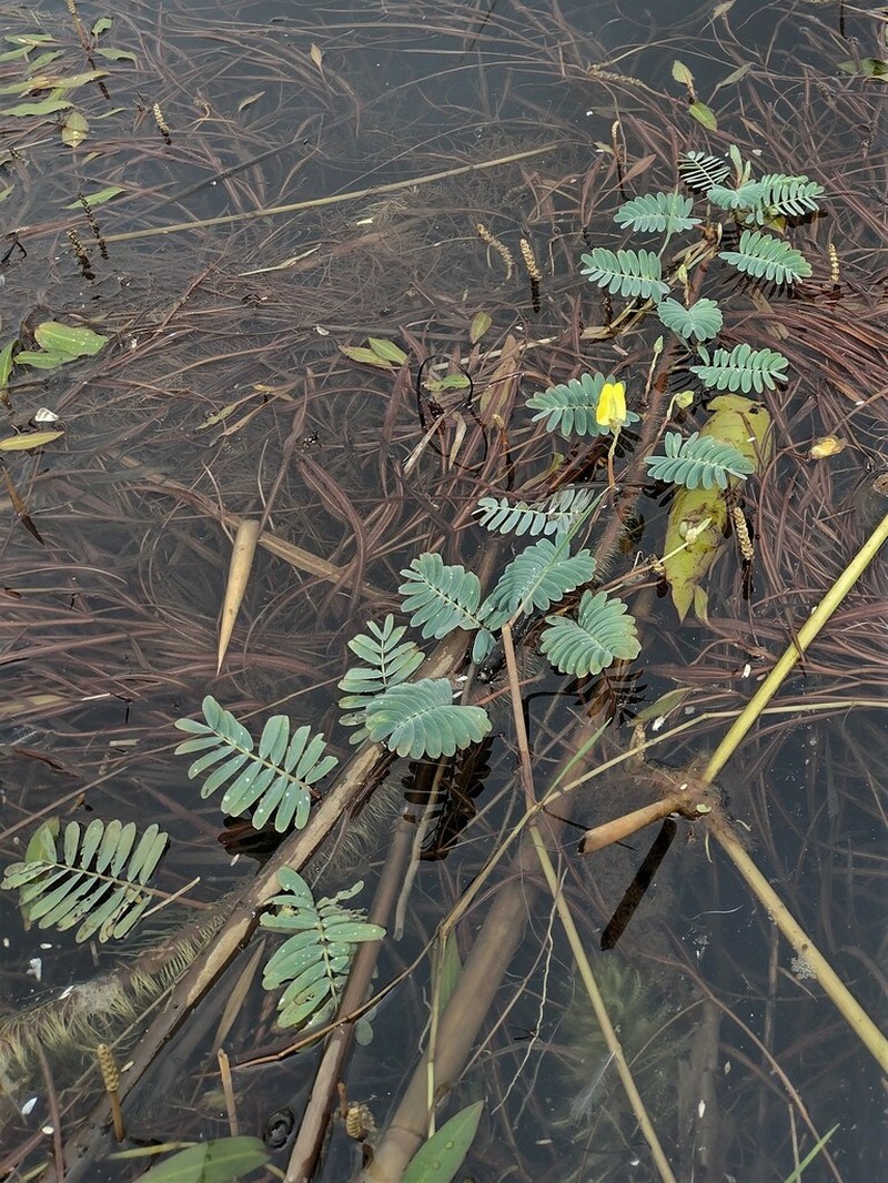 Aeschynomene fluitans photo 5