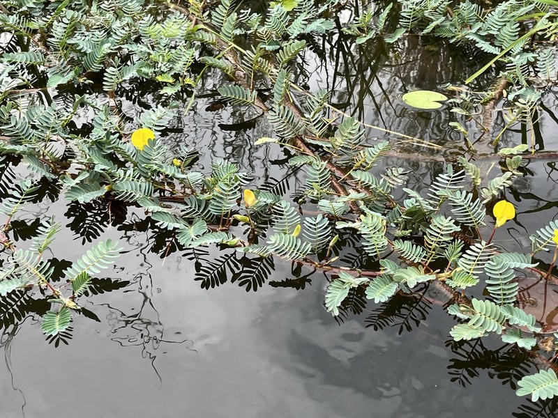 Aeschynomene fluitans photo 6