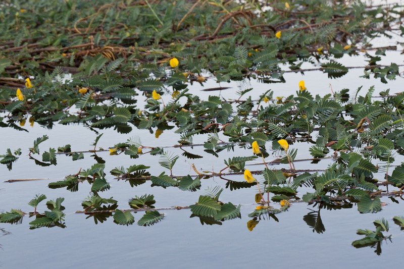 Aeschynomene fluitans photo 7