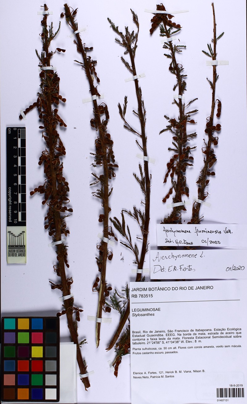 Aeschynomene fluminensis