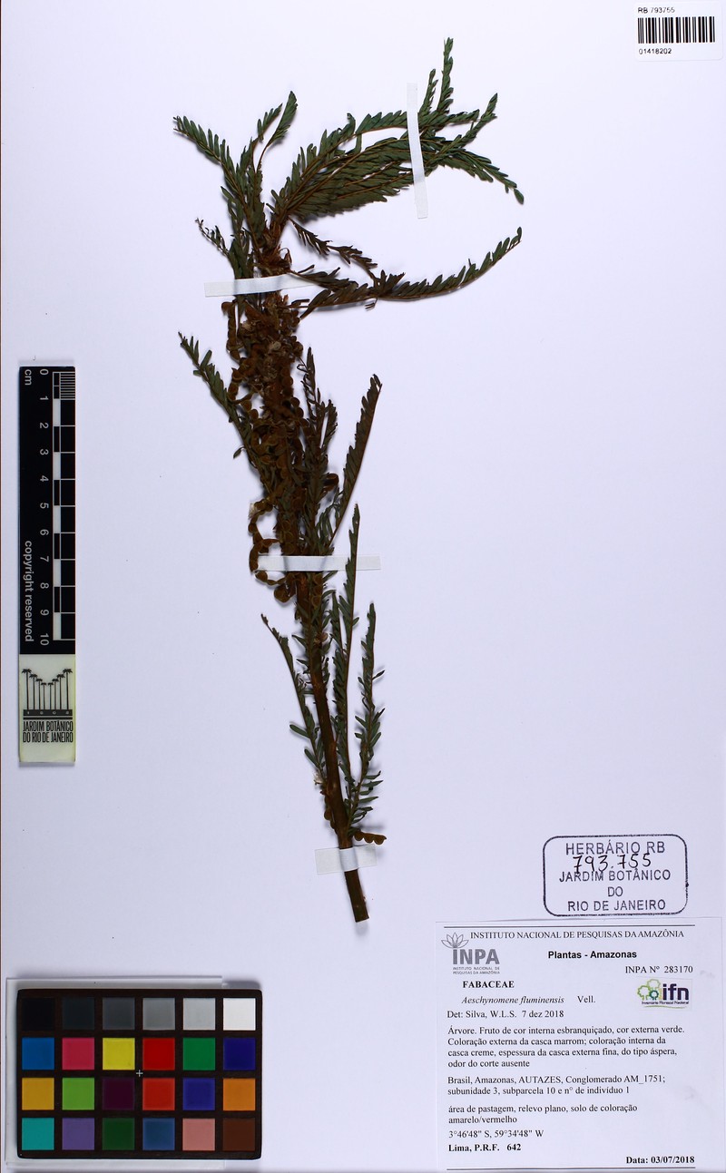 Aeschynomene fluminensis photo 2
