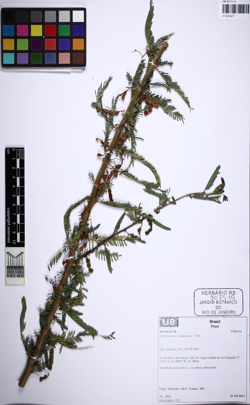 Aeschynomene fluminensis photo 3