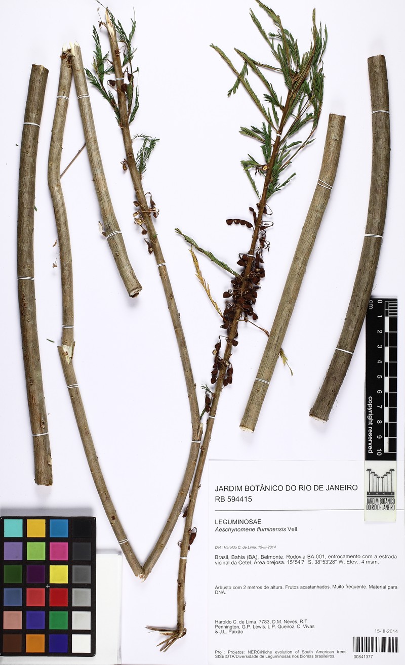 Aeschynomene fluminensis photo 4