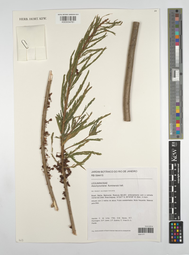 Aeschynomene fluminensis photo 5