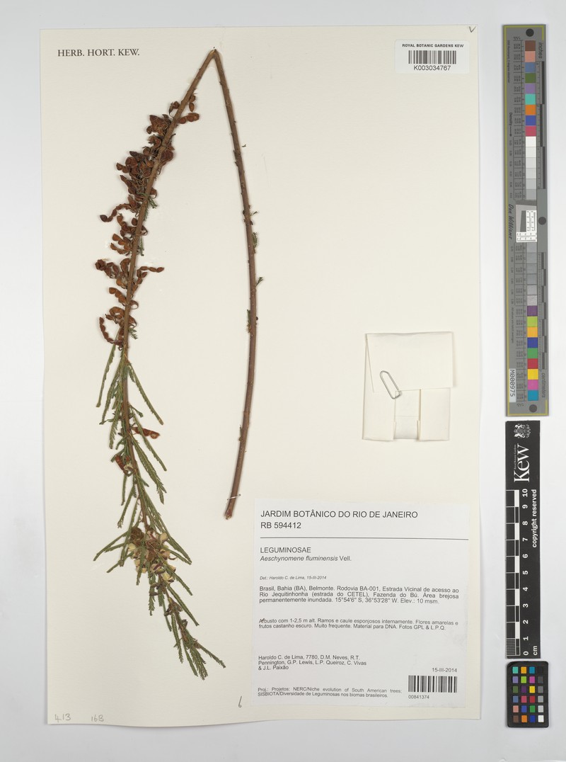 Aeschynomene fluminensis photo 6