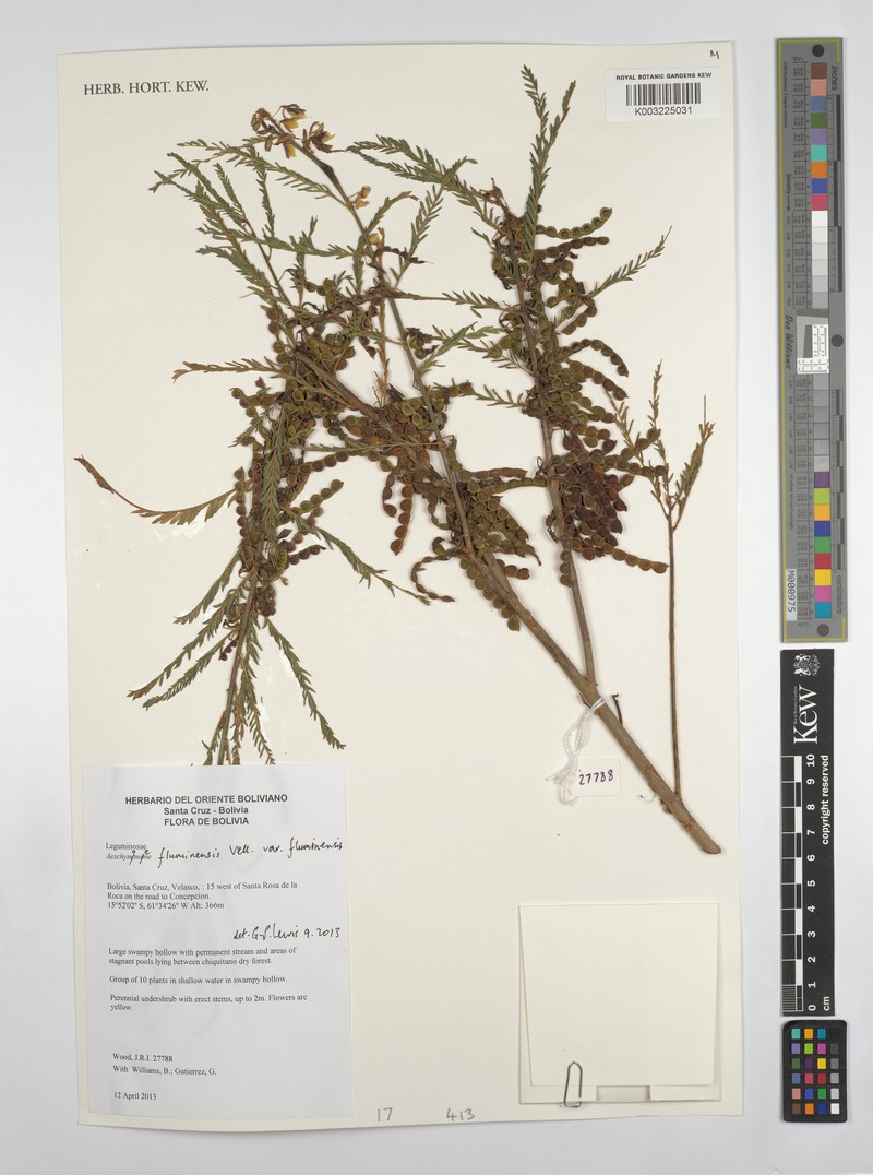 Aeschynomene fluminensis photo 7