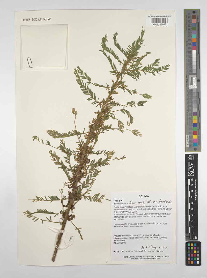 Aeschynomene fluminensis photo 8