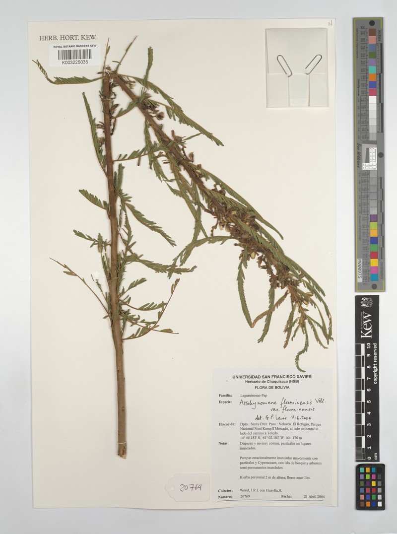 Aeschynomene fluminensis var. fluminensis photo 2