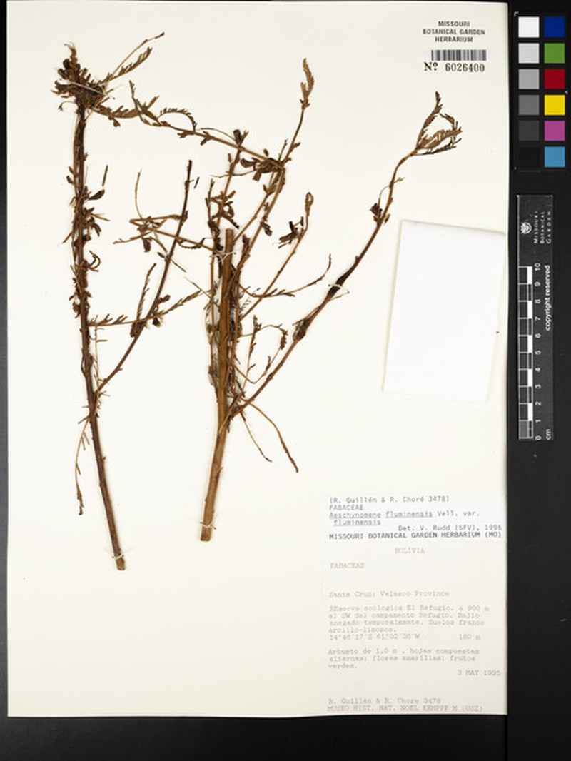 Aeschynomene fluminensis var. fluminensis photo 3