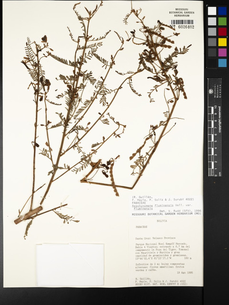 Aeschynomene fluminensis var. fluminensis photo 4