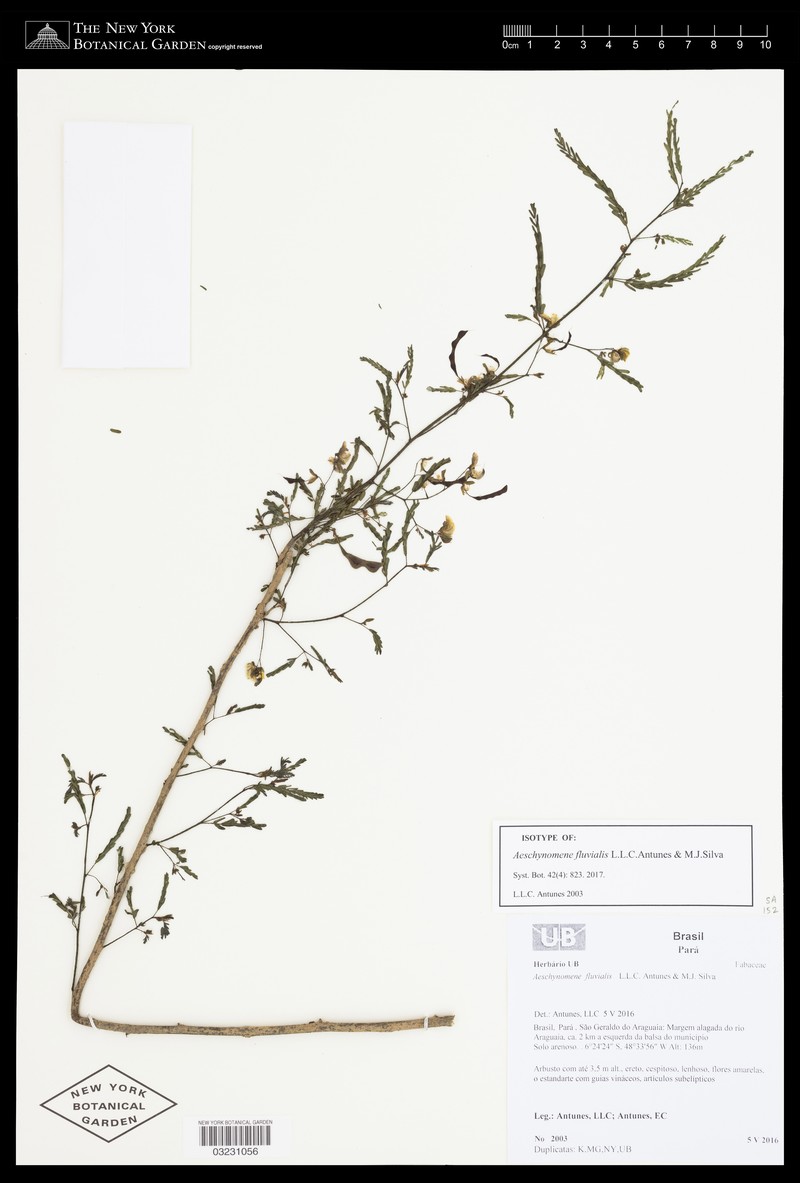 Aeschynomene fluvialis