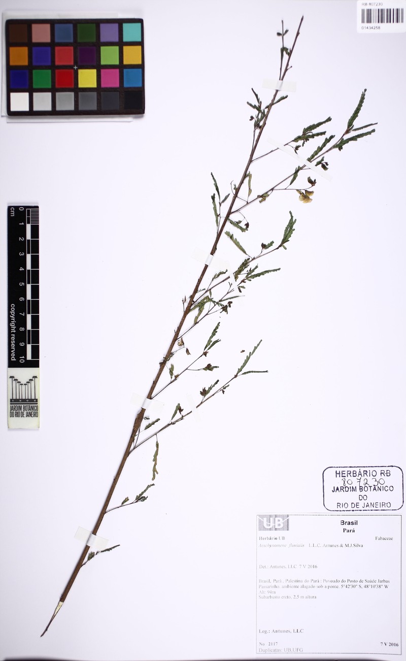 Aeschynomene fluvialis photo 2