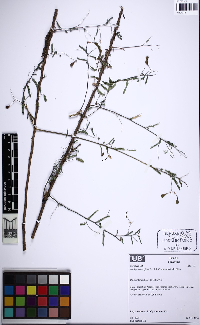 Aeschynomene fluvialis photo 3