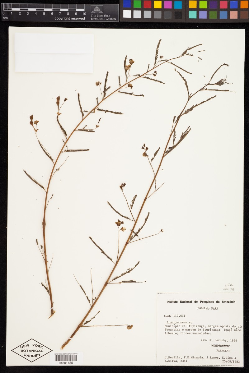 Aeschynomene fluvialis photo 4