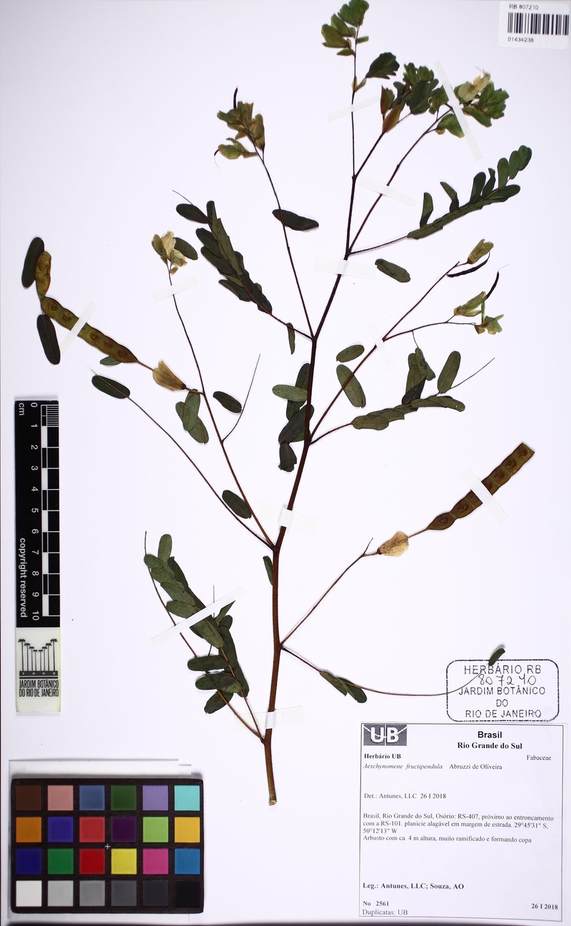 Aeschynomene fructipendula